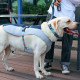 Шлей для собак TUFF HOUND TH00205 Синій M літня дихаюча (5705-16455)